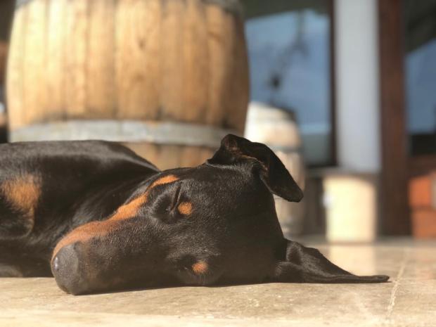 Chateau nuzun şarap wine