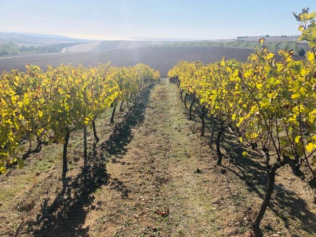 Chateau nuzun şarap wine